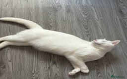 Mixed Breed cats for sale: Male cats - Image 6