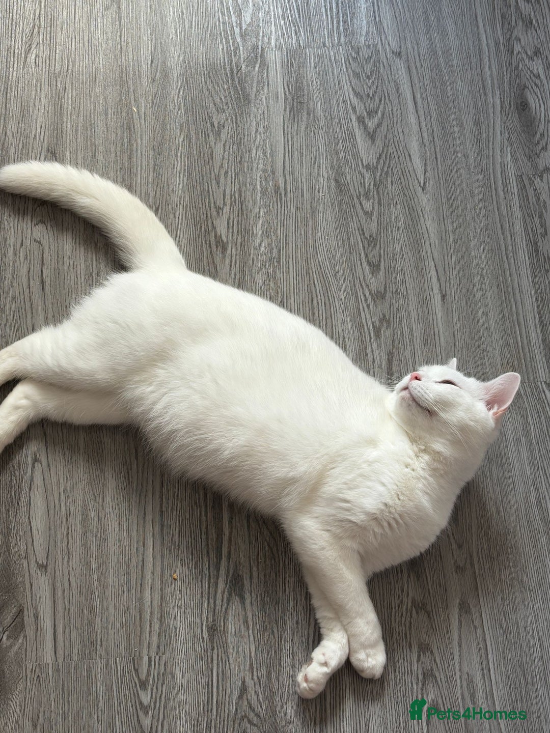 Mixed Breed cats for sale: Male cats - Image 6