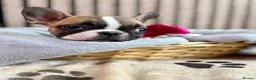 French Bulldog dogs for sale: KC REGISTER FRENCH BULLDOGS 🐶 - Advert 12