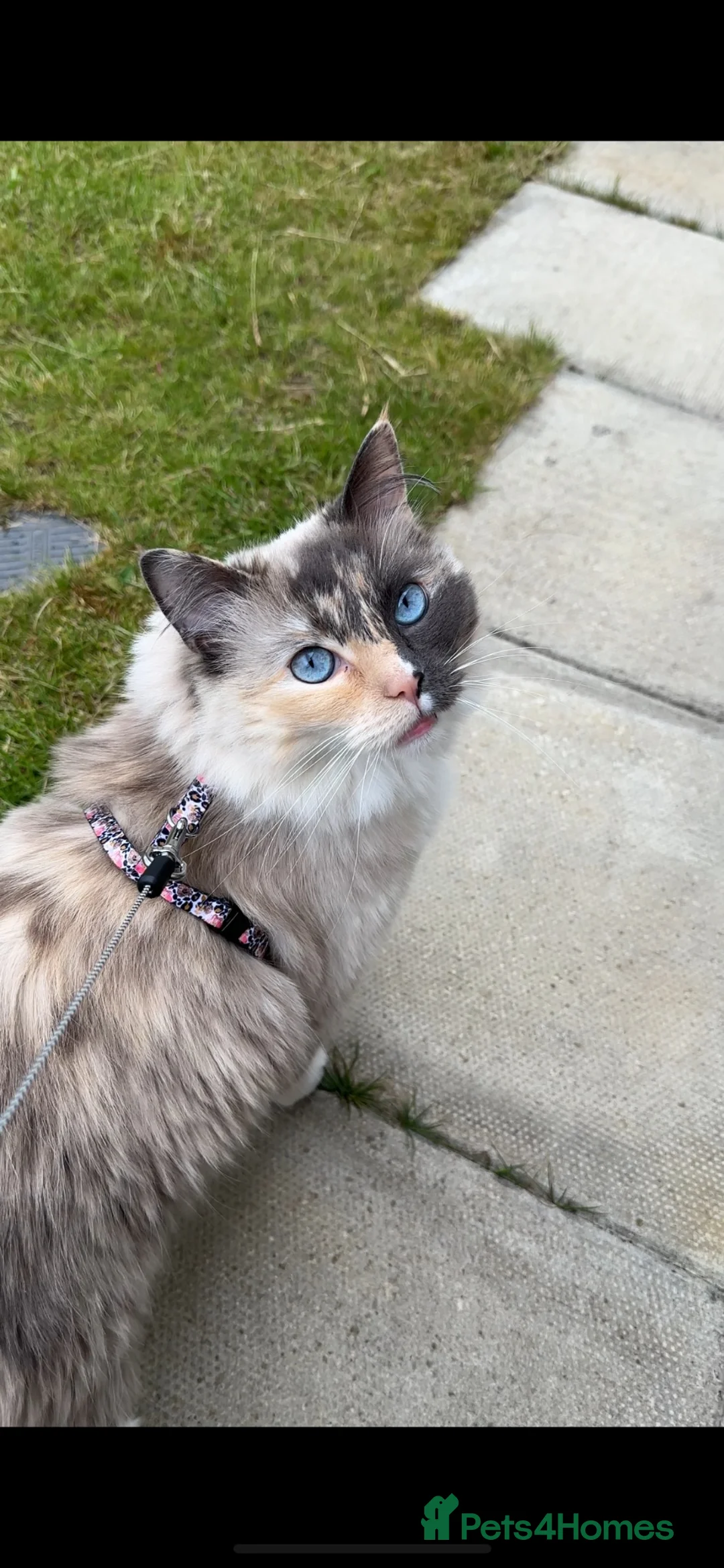 Ragdoll cats for sale: Female ragdoll  in Kirknewton - Advert 1