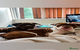 Mixed Breed dogs for sale: Blue blooded bulldogs Ready now  - Image 6