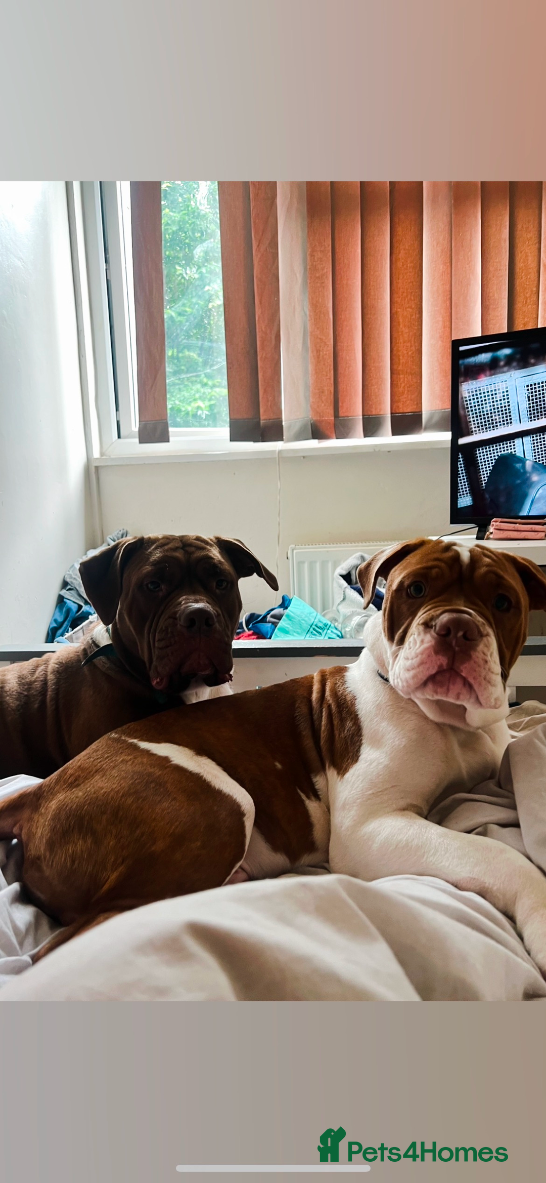 Mixed Breed dogs for sale: Blue blooded bulldogs Ready now  - Image 6