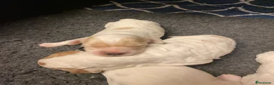 Cockapoo 2