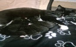 Mixed Breed cats for sale: gorgeous and very cuddley girls  - Image 4