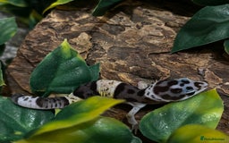 Gecko reptiles for sale: Variety Of Leopard Geckos And Sub-Species For Sale in Fleet - Image 5