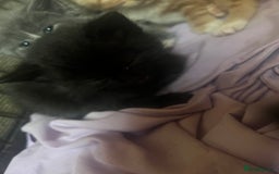 Persian cats for sale: Part pursian kittens for sale  - Image 2