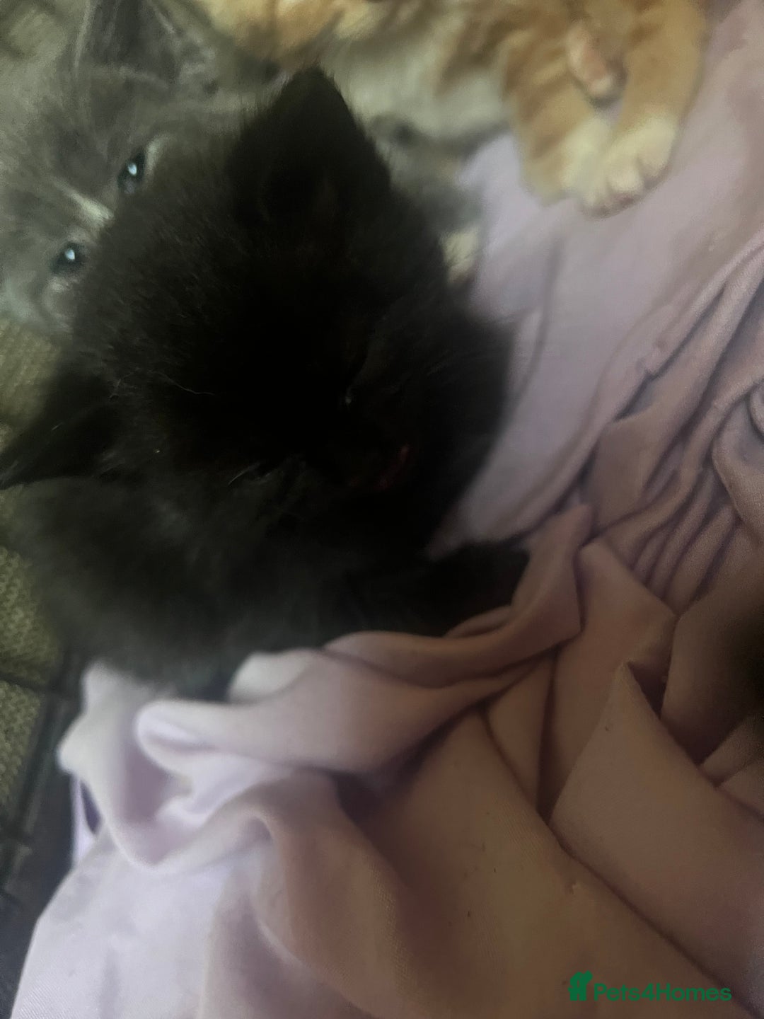 Persian cats for sale: Part pursian kittens for sale  - Image 2