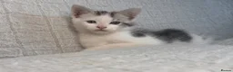 Maine Coon cats for sale: STUNNING MAINE COON KITTENS - Advert 14