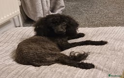 Cavapoo dogs for sale: Cavapoo Puppies Boys - Image 5