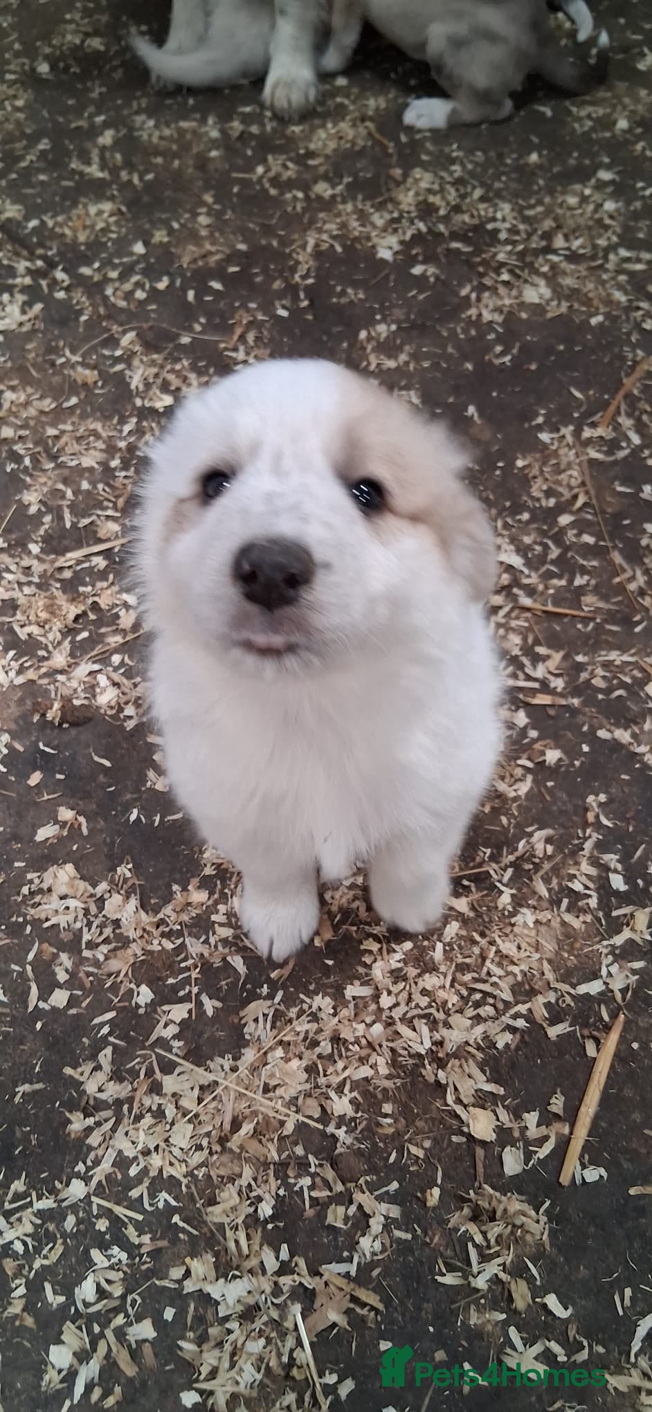 Mixed Breed dogs for sale: Border collie x lurcher - Advert 1