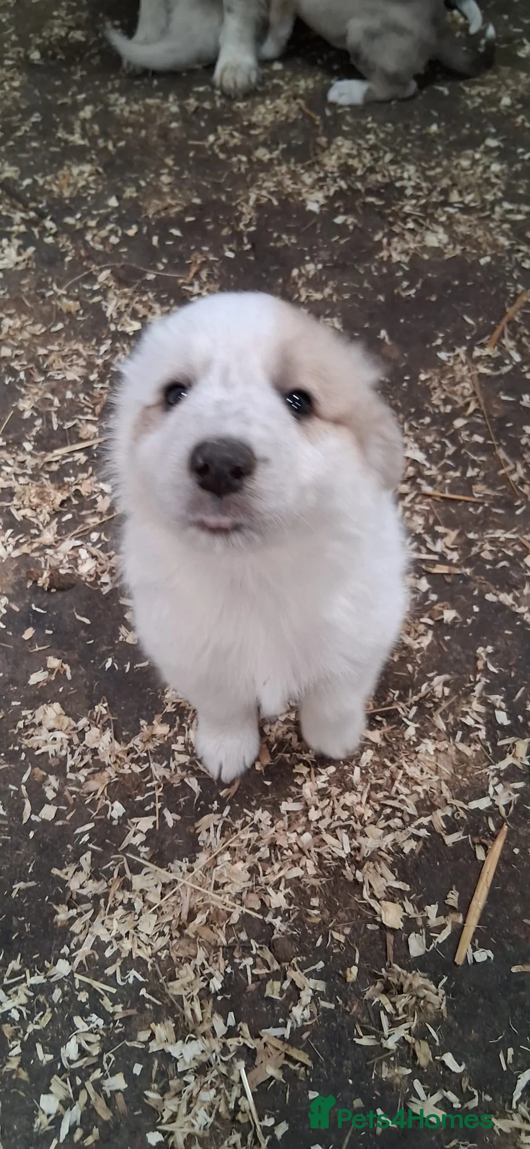 Mixed Breed dogs for sale: Border collie x lurcher - Advert 1