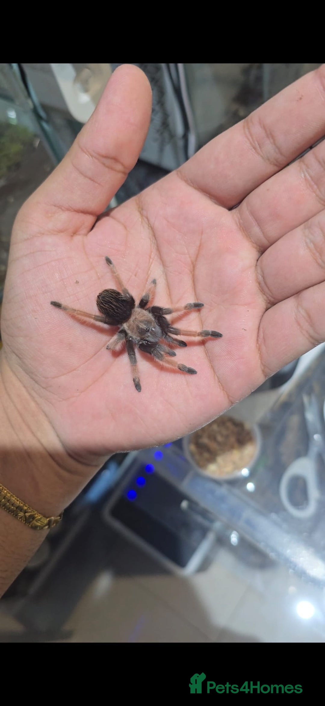 Tarantulas invertebrates for sale: TARANTULA COLLECTION FOR SALE - Advert 2