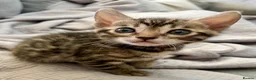 Bengal cats for sale: 4 gorgeous female Bengal kittens ready to reserve - Advert 4