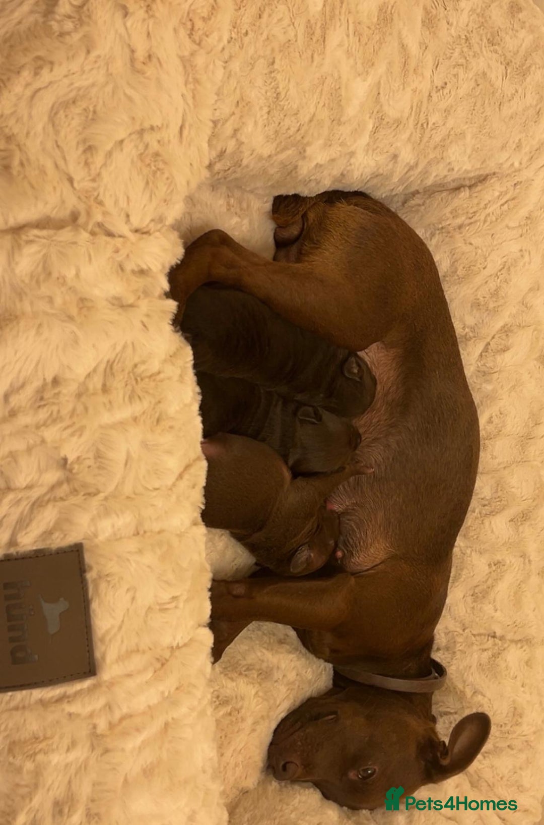 Patterdale Terrier dogs for sale: red patterdale pups  - Advert 8