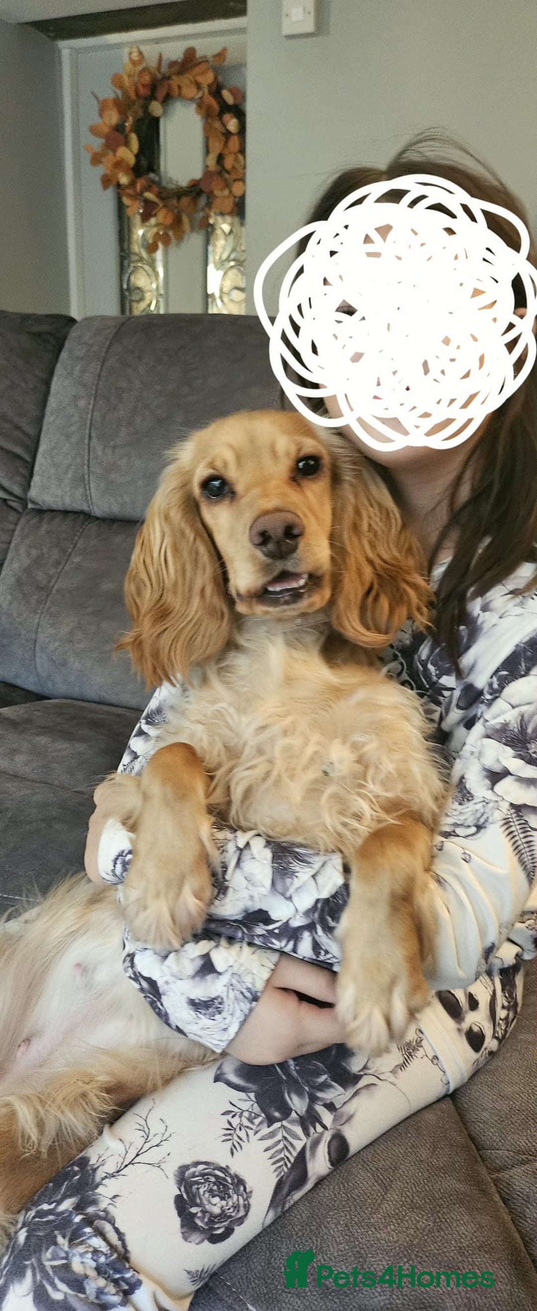 Cocker Spaniel dogs for sale: Cocker Spaniel  - Advert 1