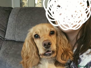 Cocker Spaniel dogs Cocker Spaniel - Advert 1