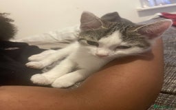 Domestic Shorthair cats for sale: Domestic Shorthair - Image 3