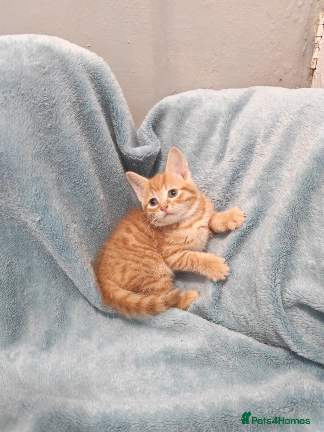 Mixed Breed cats for sale: Beautiful kittens VIDEOS - Advert 11