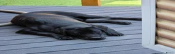 Labrador Retriever dogs for stud: KC Labrador stud - Advert 2