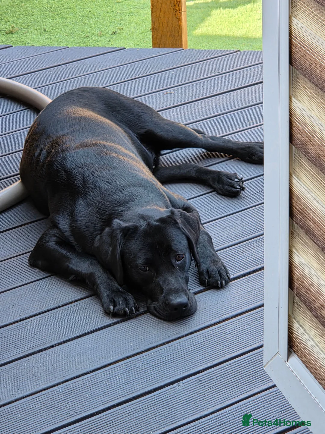 Labrador Retriever dogs for stud: KC Labrador stud - Advert 2