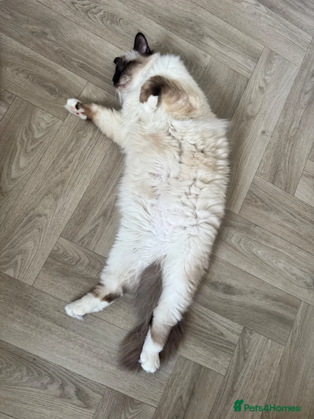 Birman cats for sale: Birman cat - Advert 2