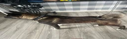 Akita dogs for stud: Stunning proven bear head American Akita for stud  - Advert 3