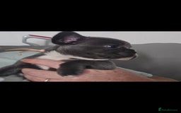 French Bulldog dogs for sale: Beautiful French bulldog puppies - Image 11