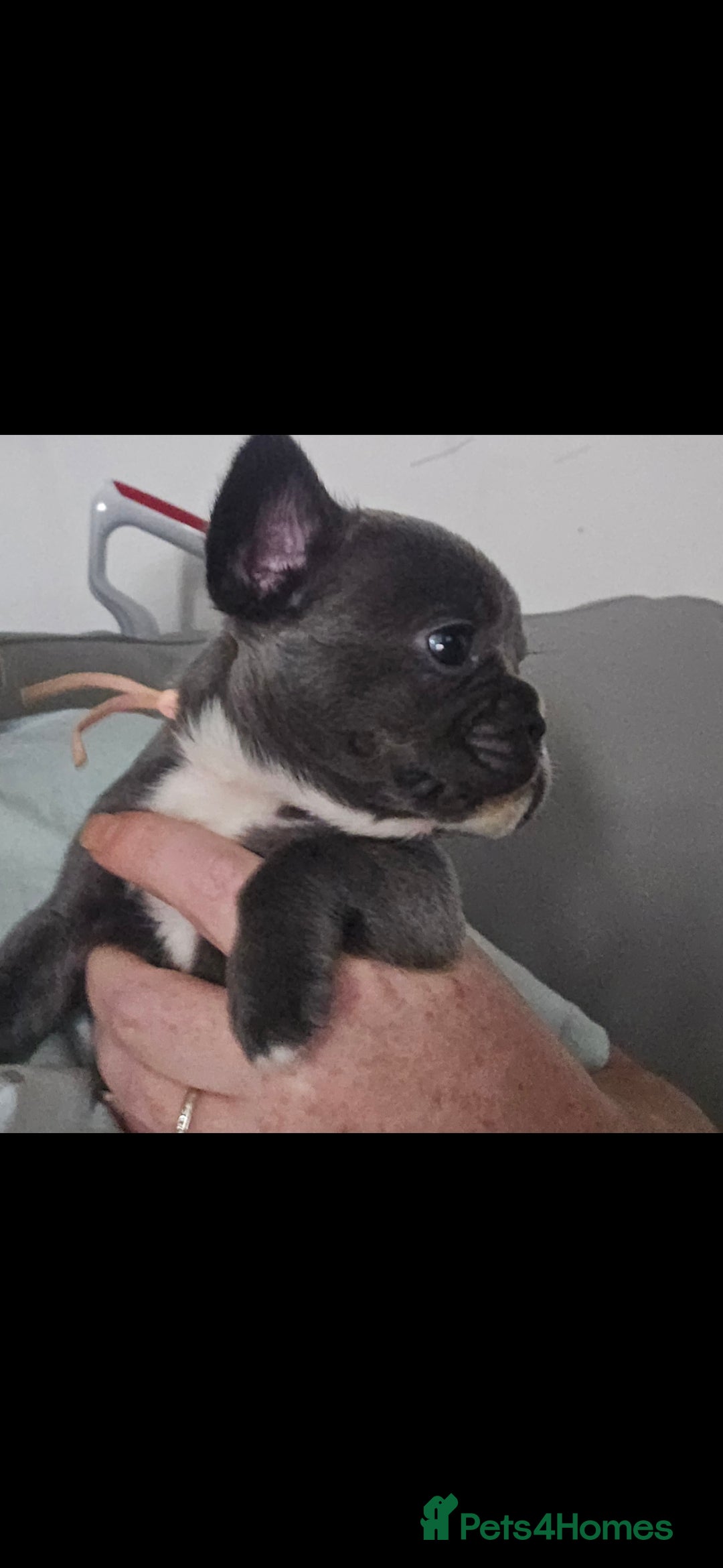 French Bulldog dogs for sale: Beautiful French bulldog puppies - Image 11