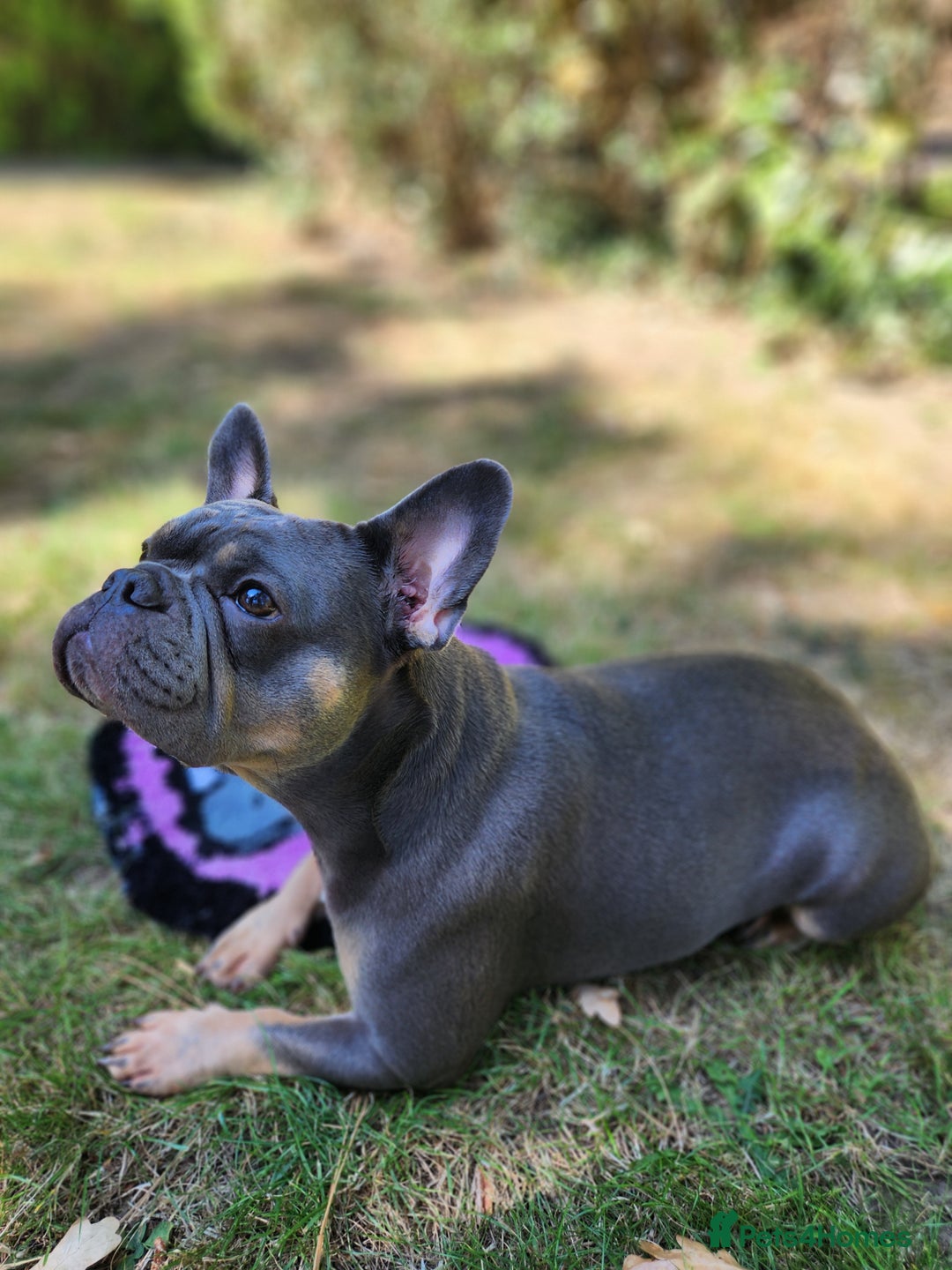 French Bulldog dogs for sale: Fluffy French bulldog puppies- strong bloodline. - Advert 3