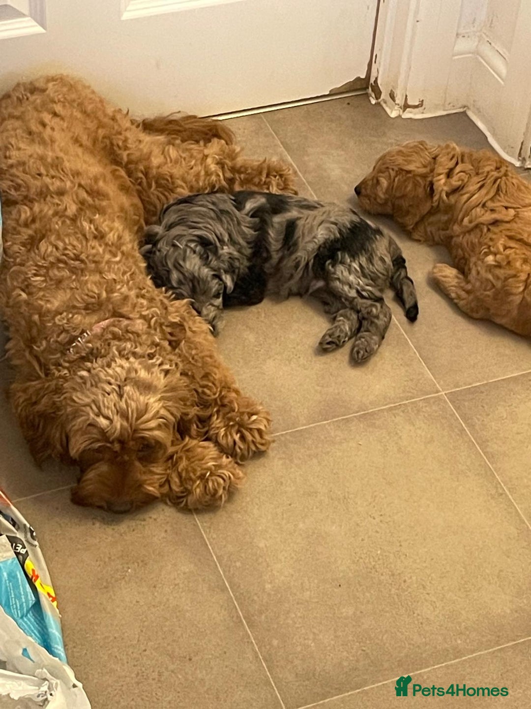 Cavapoochon dogs for sale: 6 cavapooschon puppies ready to go 18th January  - Advert 8