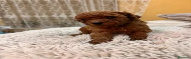 Toy Poodle 1 little boy 