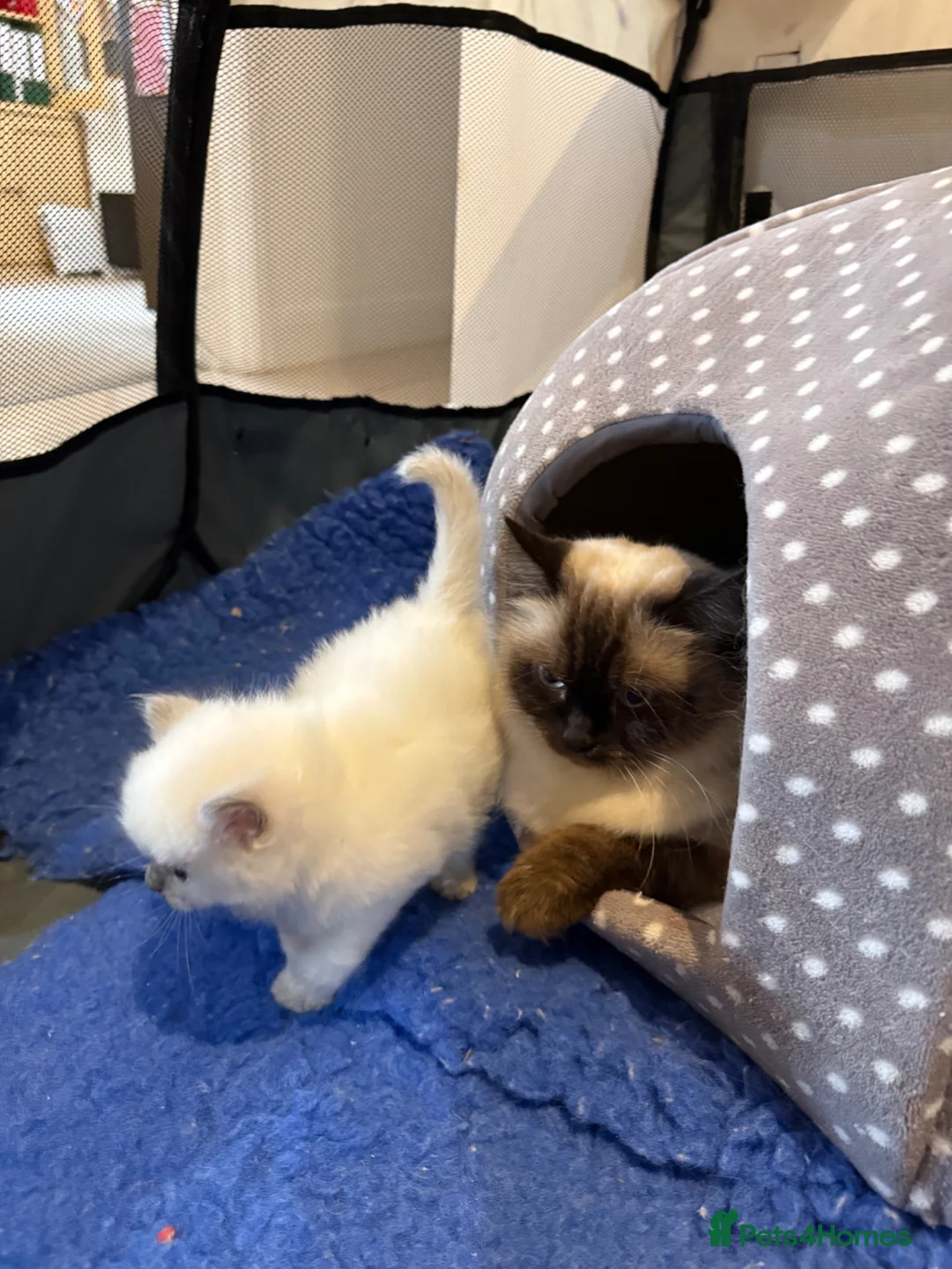 Ragdoll cats for sale: Adorable Ragdol kittens - Advert 1