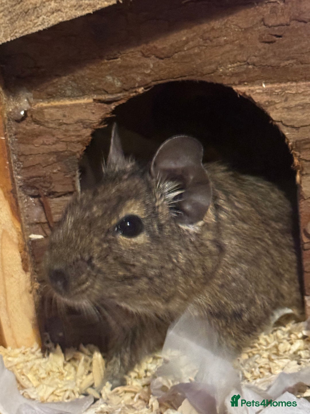 Degus rodents for sale: 2 Degus brothers for sale age 1.5 years - Image 4