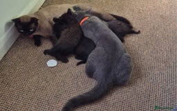 British Shorthair cats for sale: British shorthair cross kittens - Image 3