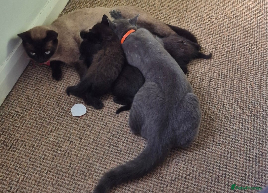 British Shorthair cats for sale: British shorthair cross kittens - Image 3