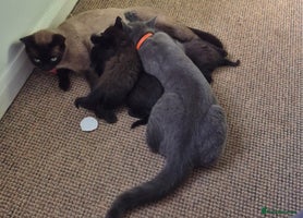 British Shorthair cats - Advert 2
