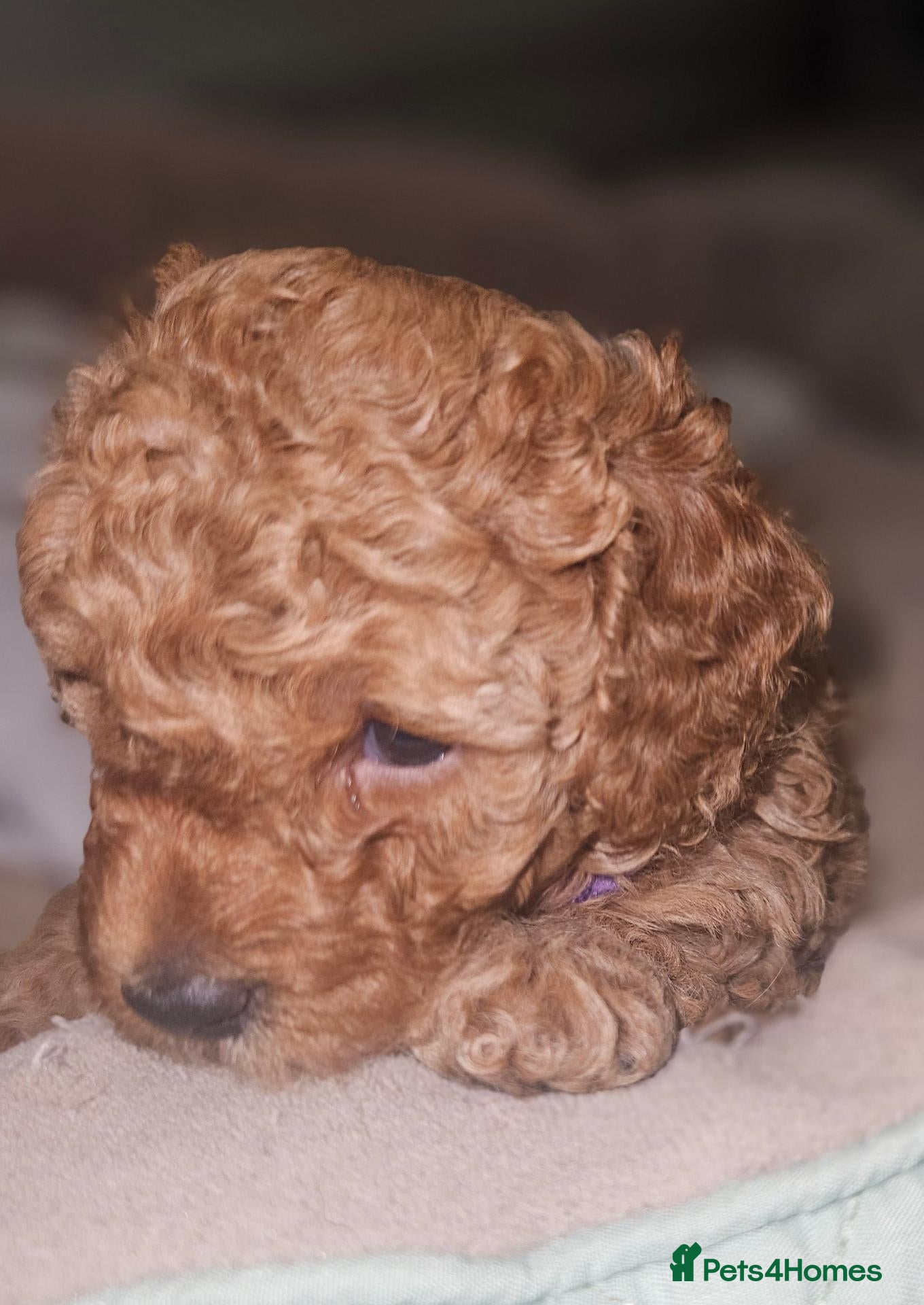 Toy Poodle dogs Licensed breeder, 1 girl kc fox red toy poodle - Advert 2