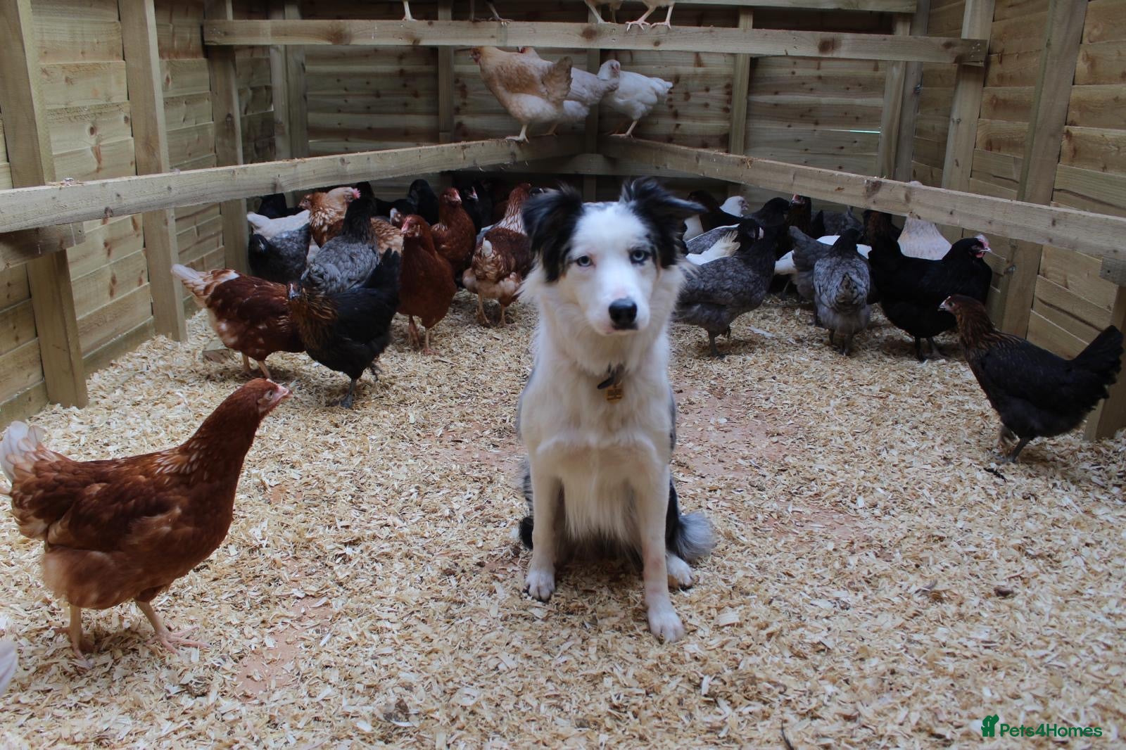 Mixed Breed poultry Hybrid Pullets Fully Vaccinated. - Advert 1