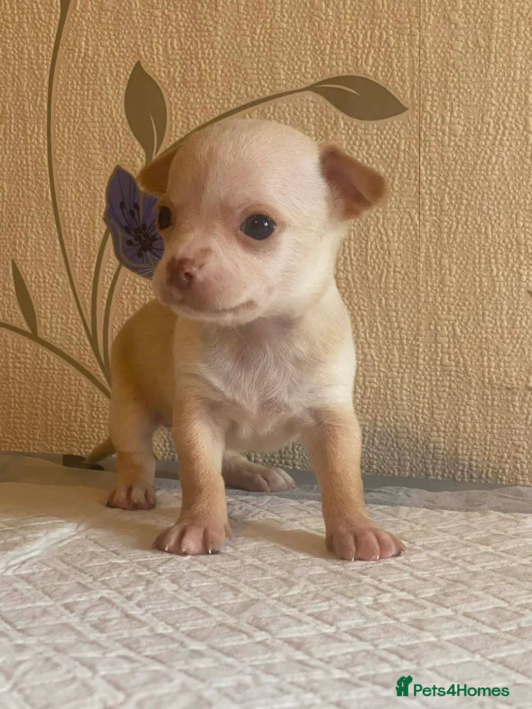 Chihuahua dogs for sale: chihuahua puppis for sale  - Advert 10