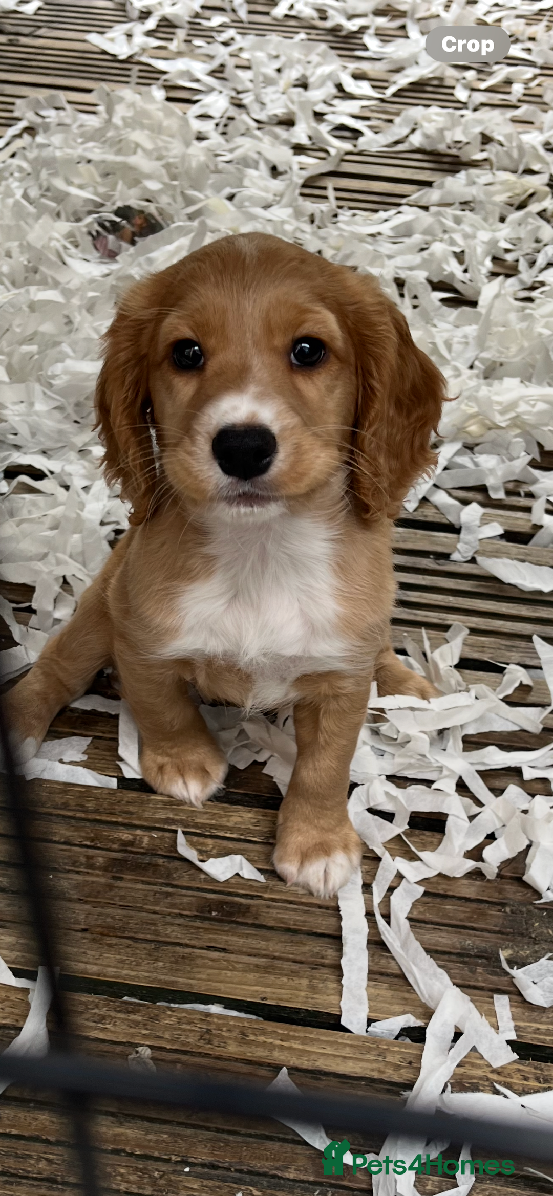 Cocker Spaniel dogs for sale: Cocker Spaniel bitch puppy - Image 1