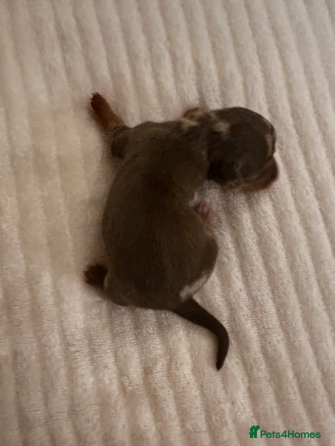 Miniature Dachshund dogs for sale: KC PRA CLEAR  miniature  Dachshund ‘s  - Advert 5