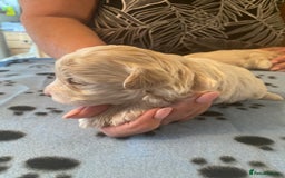 Maltipoo dogs for sale: BEAUTIFUL MALTIPOO F1 BOYS AND GIRLS AVAILABLE  - Image 2