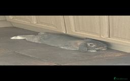 Mini Lop rabbits for sale: two Stunning mini lop rabbits  - Advert 1