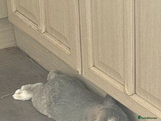 Mini Lop rabbits two Stunning mini lop rabbits - Advert 1