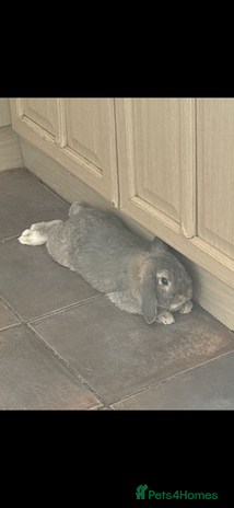 Mini Lop rabbits two Stunning mini lop rabbits - Advert 1