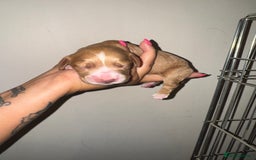 Cocker Spaniel dogs for sale: 3 Red girls looking for home  - Image 6