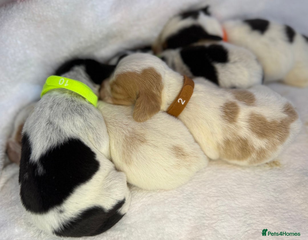 Beagle dogs for sale: KC Registered & Health Tested Puppies - Image 15