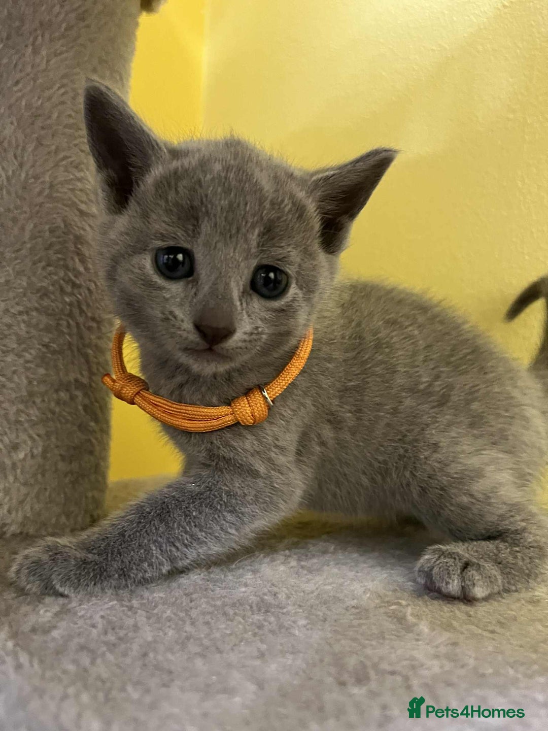 Russian Blue cats for sale: TICA REGISTERED Pure Breed Russian Blue Kittens - Advert 8