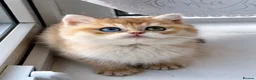 British Shorthair cats for sale: Golden odd eye BSH kitten - Advert 1