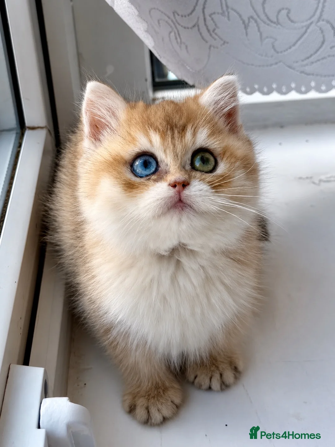 British Shorthair cats for sale: Golden odd eye BSH kitten - Advert 1